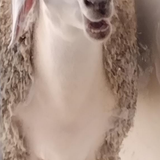 temp.png