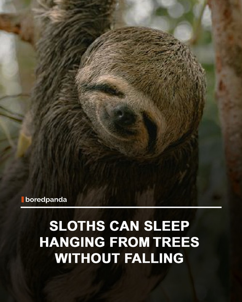 img facts.jpg