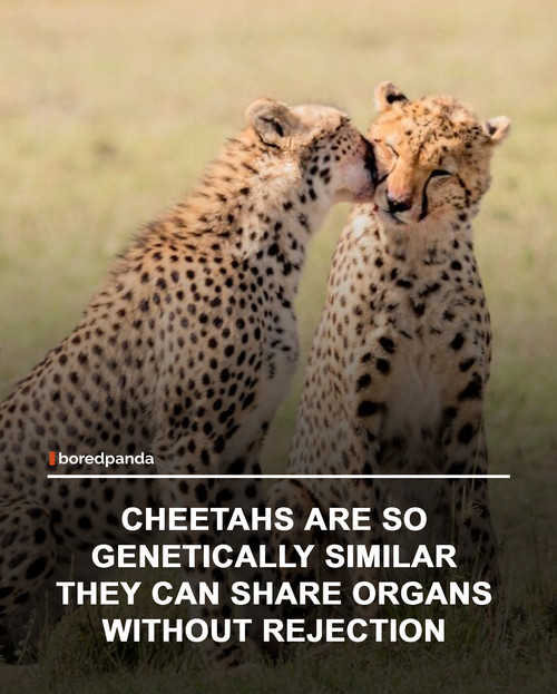 img facts (12).jpg