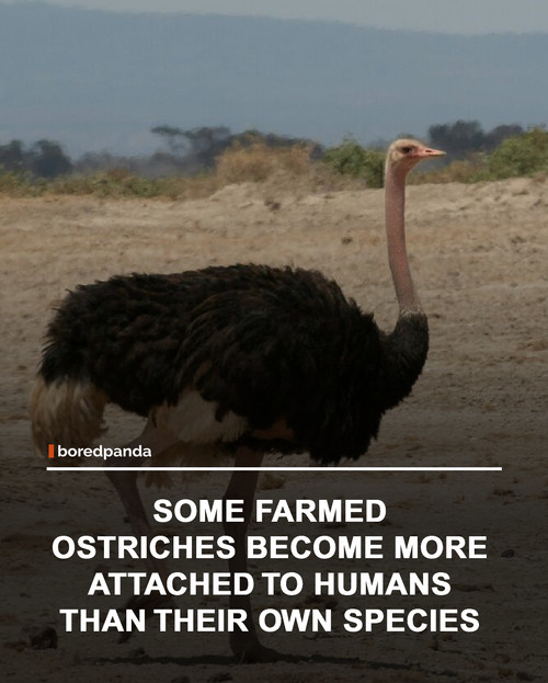 img facts (13).jpg