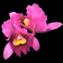 9f6426f10731.png