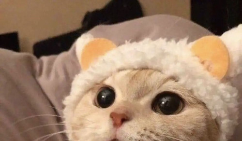 meo cute.jpg