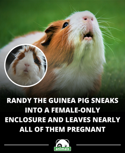 838. A guinea pig named Randy accidentally became the center of a population explosion at a UK anima.png