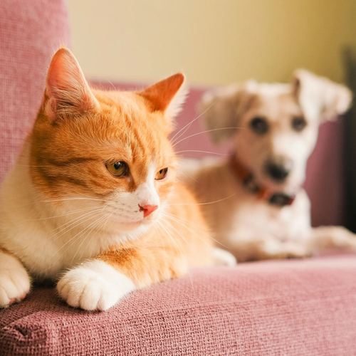 pet.png