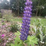 IMG 1617