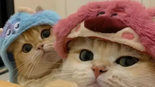 couple meo.webp
