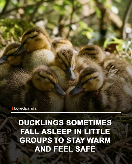 img facts.jpg