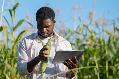 Bearded man examines corn cob looking for data on tablet. African American agronomist searches infor.jpg