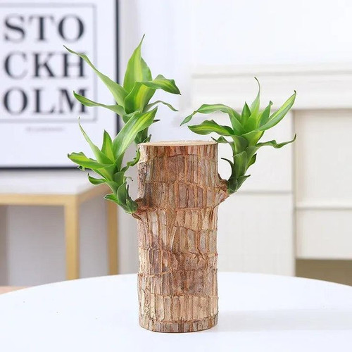 Fortune Brazil Wood Potted Plant Lush Green Home Décor Double Lucky Brazil Wood.jpg