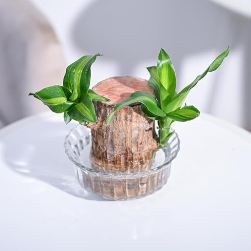 Brazilian Wood Live Plant with Lotus Glass Bowl.jpg
