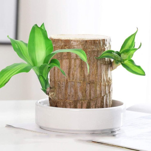 Lucky Brazil Wood Potted Plant Lucky Brazil Wood Only.jpg