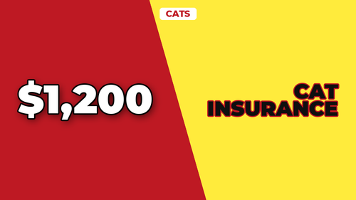 thumb cat insurance do you really need it landscape.png