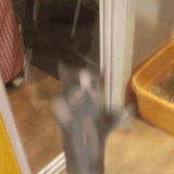 cat kitty.gif