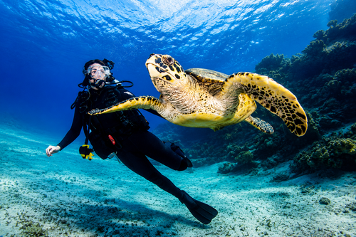 Scuba diver swimming with green sea turtle in Red Sea