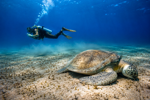 Divers preparing to descend on a dive spot