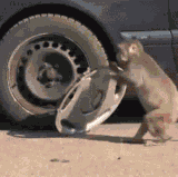 1000006809.gif