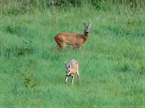 2 chevreuils (finale).jpg