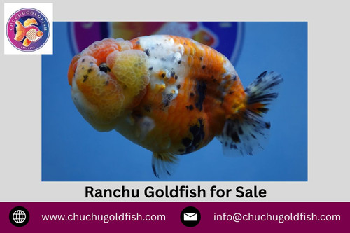 Ranchu Goldfish for Sale.jpg