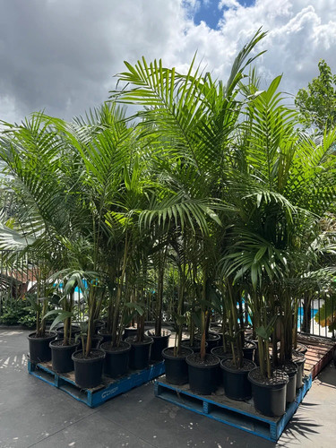 Palm Trees for Sale in Sydney | Tropical Nursery Plants.jpg