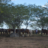DSC 0426