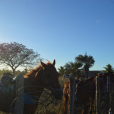 DSC 0607