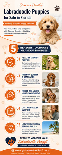 Labradoodle Puppies for Sale in Florida from Glamour Doodles.jpg