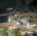 ay3oil.gif