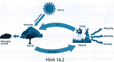 bai 16 6 trang 50 sbt khtn 9.png