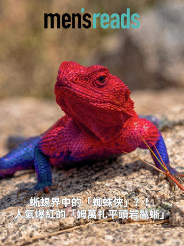 ig lizard.jpg