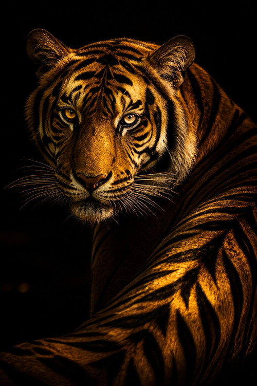 tiger pop.jpg
