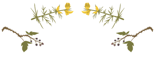 ProfileDecorTop.png