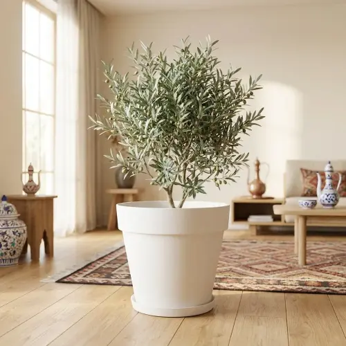yali saksi 03 lifestyle zeytin.webp