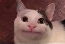 beluga cat.jpg