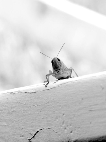plain P7140013 (3).jpg