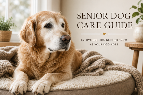 Senior Dog Care Guide Everything You Need to Know as Your Dog Ages 8cc24ad6.png