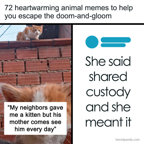funny and hilarious animal memes.jpg