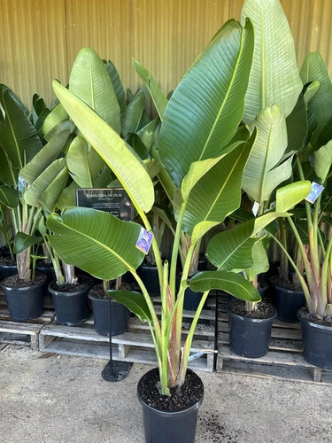 Palm Trees for Sale in Sydney | Tropical Nursery Plants.jpg