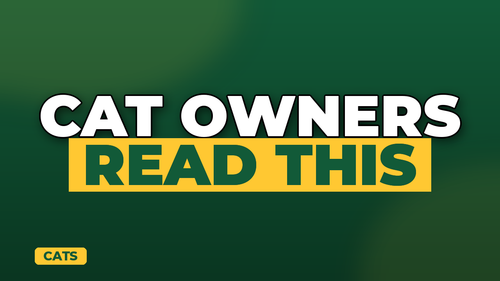 thumb cat insurance do you really need it landscape.png