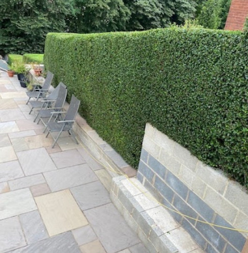 Best Service For Tree Maintenance in Castleford.jpg