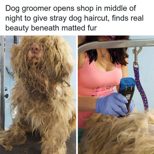 animals dogs.jpg