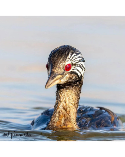 the white tufted grebe rollandia rolland is known for its v0 7c2nksia2zug1 bordered.jpg