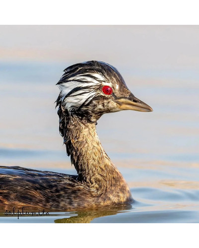 the white tufted grebe rollandia rolland is known for its v0 bnw3ecoa2zug1 bordered.jpg