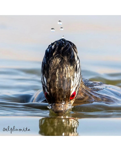 the white tufted grebe rollandia rolland is known for its v0 3jbqsrfa2zug1 bordered.jpg