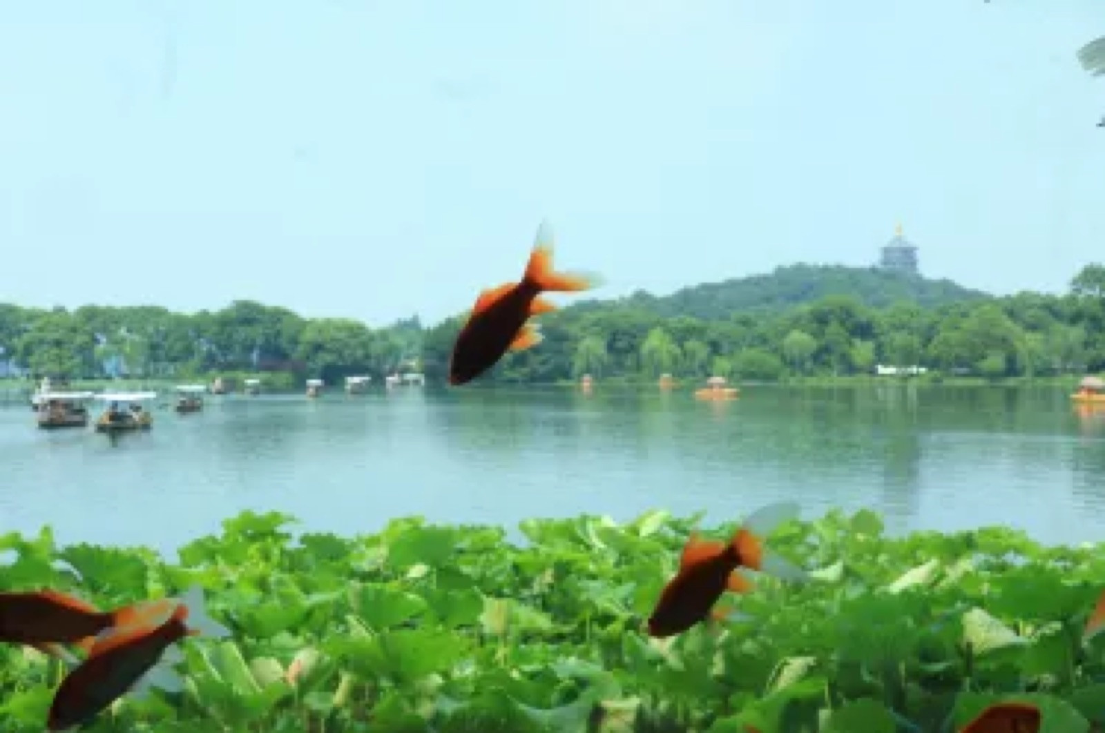Goldfish swimming in a Hangzhou pond with Leifeng Pagoda in the background