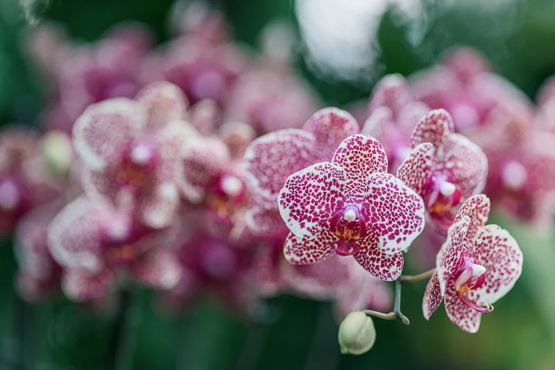Sigma 135mm F1.4 DG Art sample image, orchids