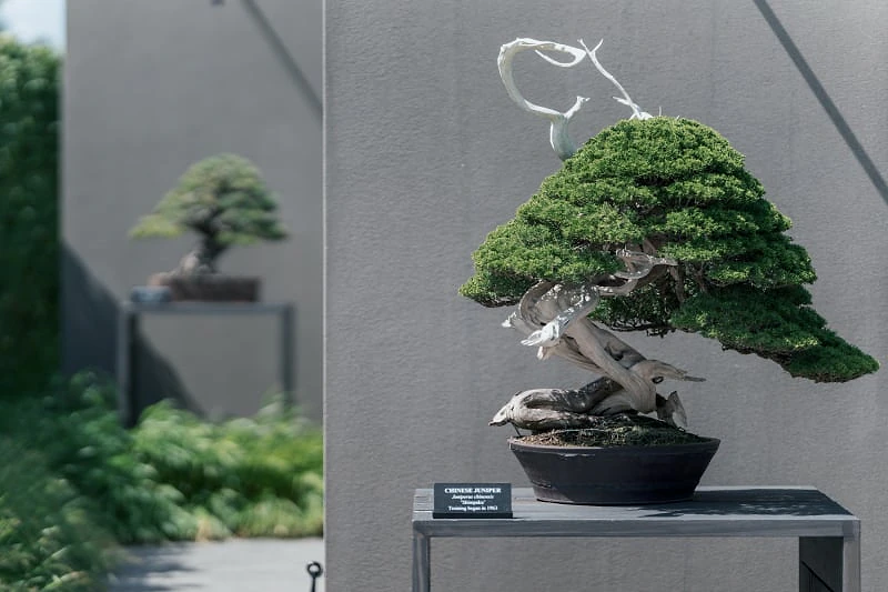 Sigma 135mm F1.4 DG Art sample image, bonsai tree