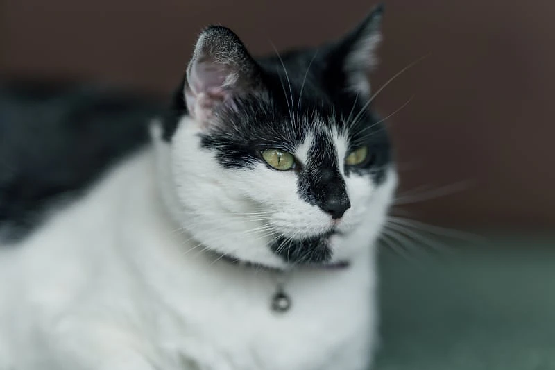 Sigma 135mm F1.4 DG Art sample image, house cat