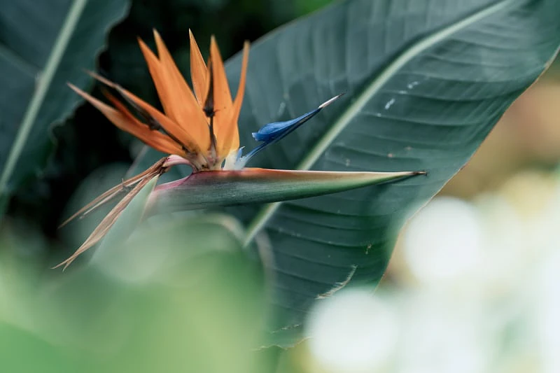 Sigma 135mm F1.4 DG Art sample image, bird of paradise