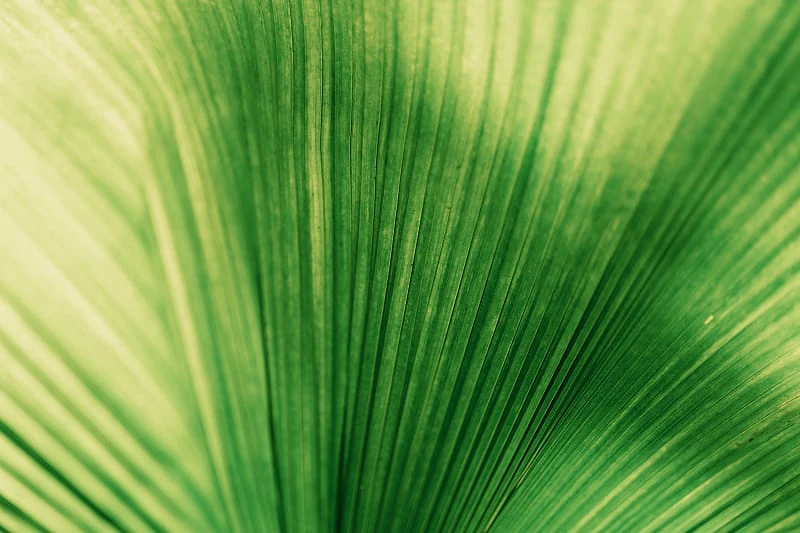 Sigma 135mm F1.4 DG Art sample image, broad green leaf