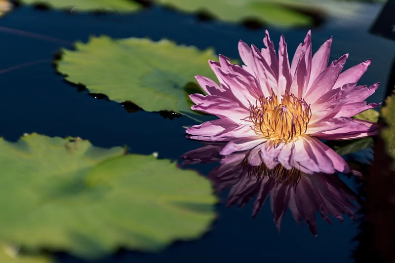 Sigma 135mm F1.4 DG Art sample image, water lily